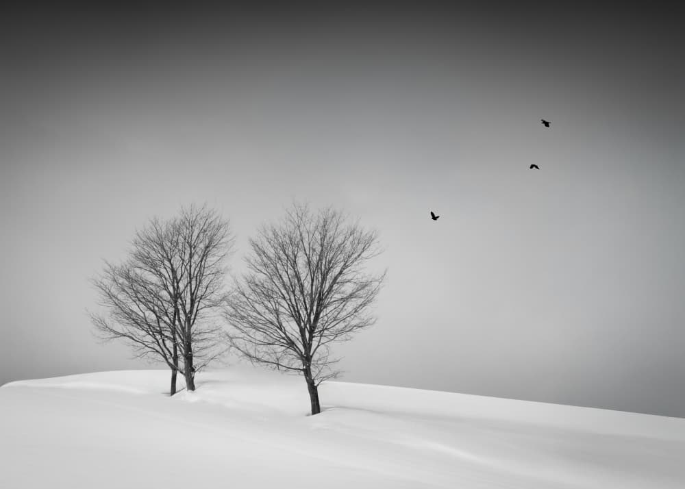 Snowy Trees Flying Birds by Dawn X W — canvas wall art