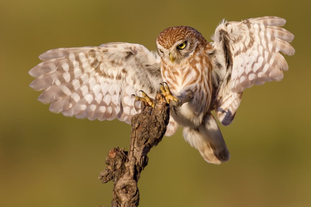 Intense Owl Landing by David Manusevich — canvas wall art