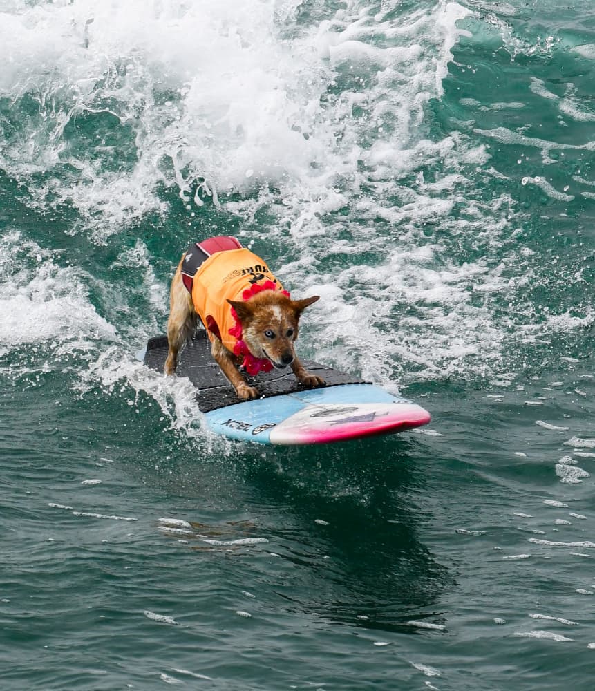 Cute Dog Surfs A Wave by NanZ — canvas wall art