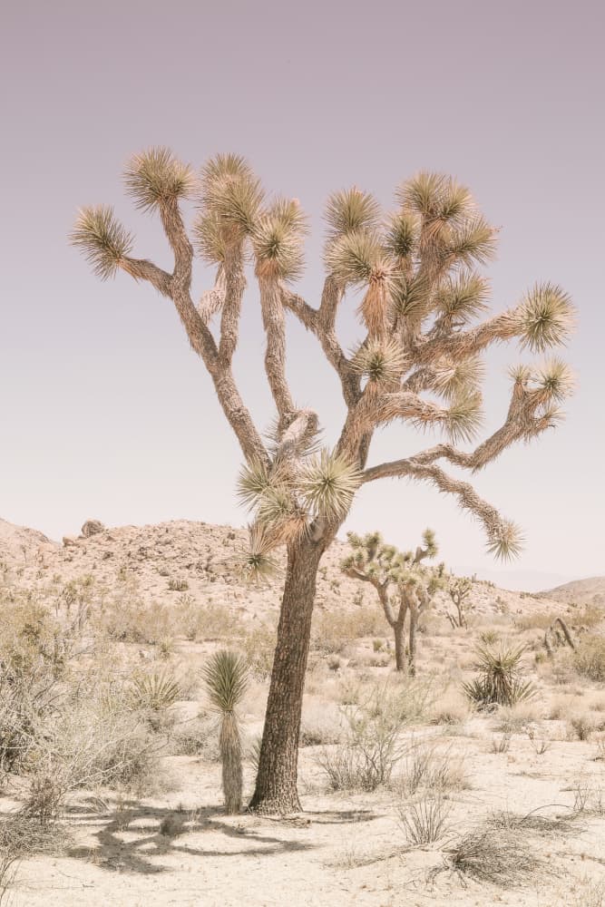 Desert Serenity by Shot by Clint — canvas wall art