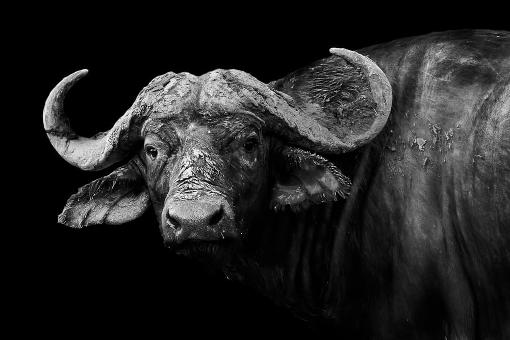 African Buffalo Gaze by WildPhotoArt — canvas wall art