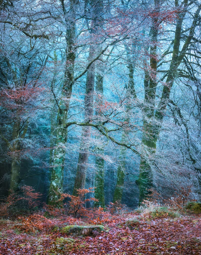 Frosted Winter Forest by Matt Anderson — canvas wall art