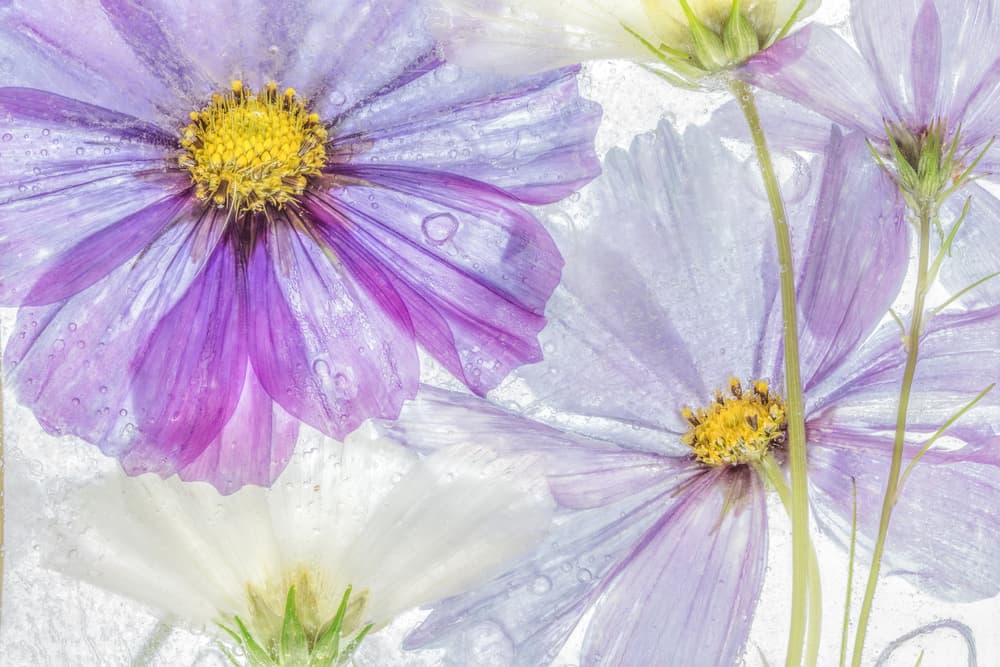 Cosmos cool by Mandy Disher — canvas wall art