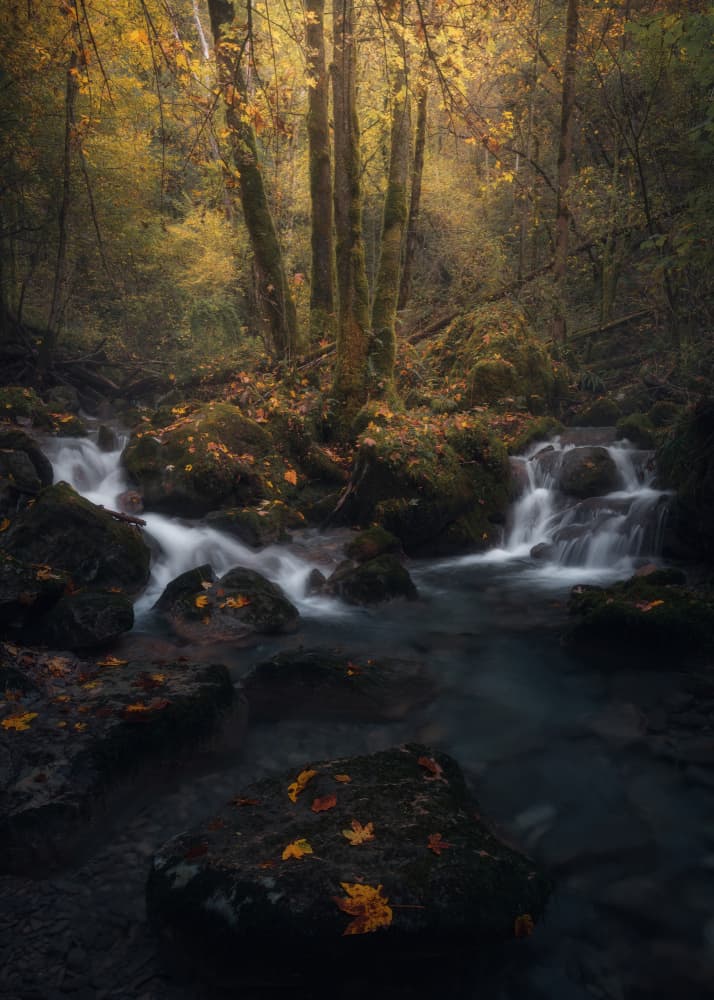 Golden Forest Stream by Thomas de Franzoni — canvas wall art