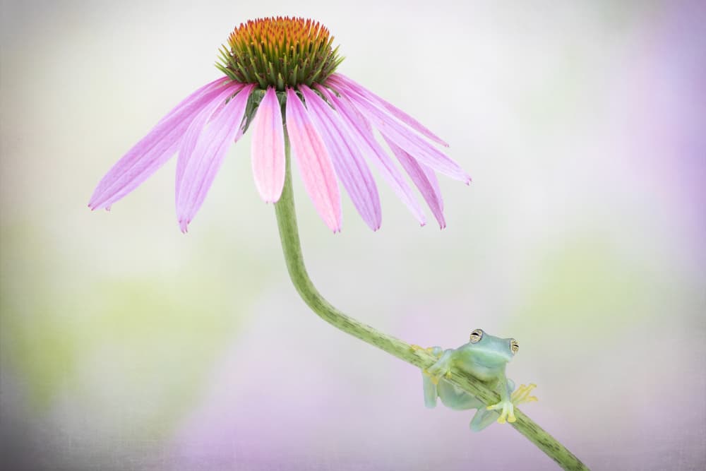 Glass Frog on Coneflower by Renee Doyle — canvas wall art
