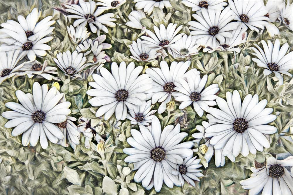 White Daisy Garden by Gilbert Claes — canvas wall art
