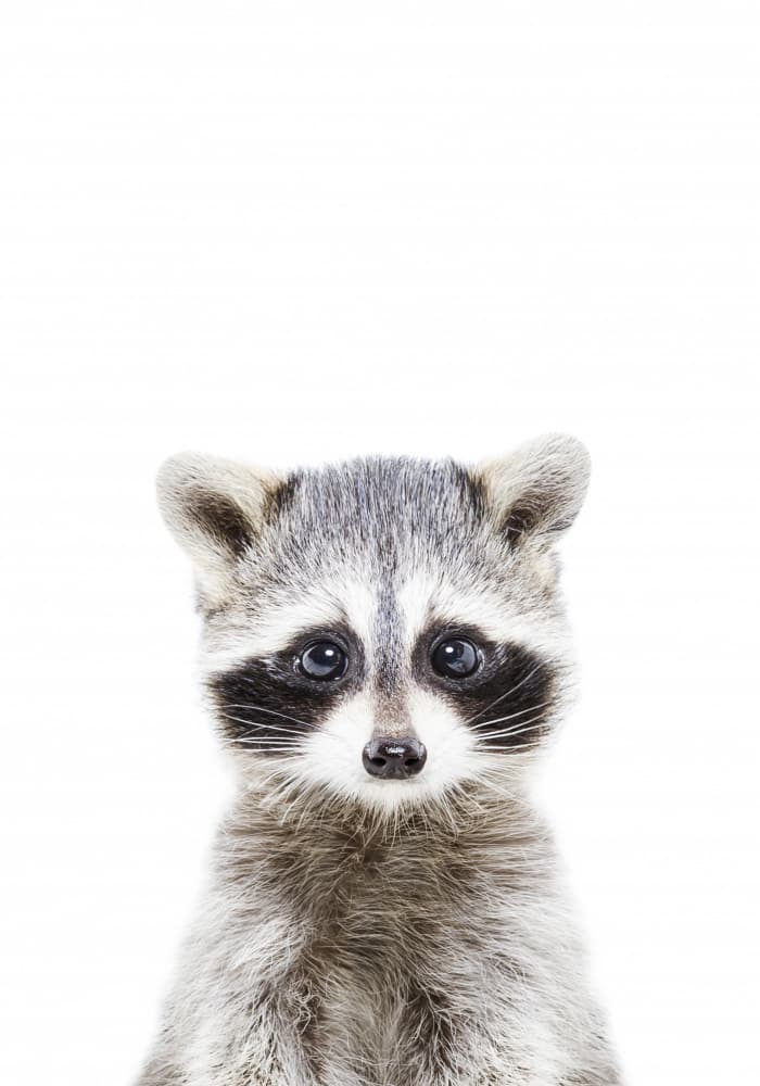 Baby Racoon by Kathrin Pienaar — canvas wall art