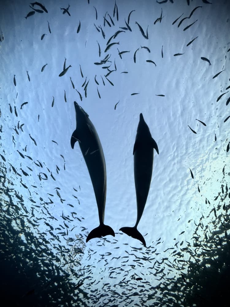 Dolphins Among Fish by KIMIO KOBAYASHI — canvas wall art