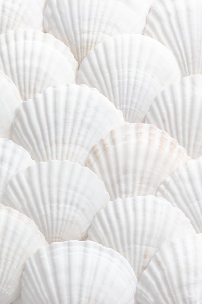 Pristine White Scallops by Pictufy Studio III — canvas wall art