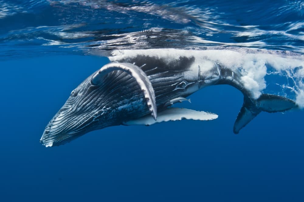 Humpback Whale Dive by Cédric Péneau — canvas wall art