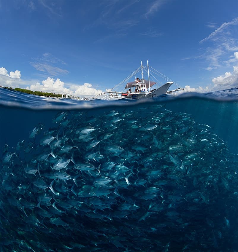 Tropical Fish School Boat by Andrey Narchuk — canvas wall art