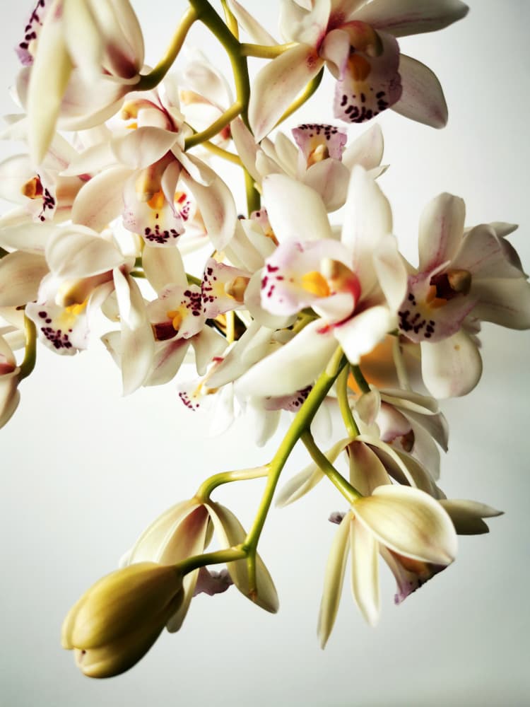 Elegant White Orchids by Angelo Cerantola — canvas wall art