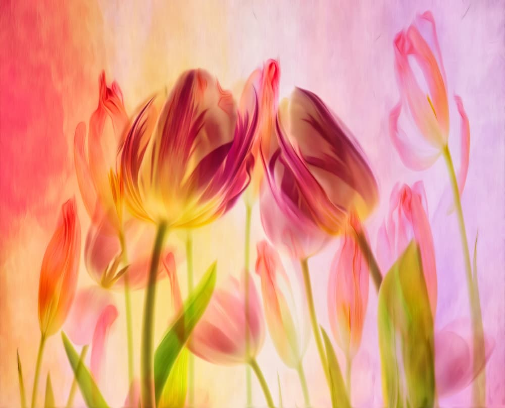 Soft Glowing Tulips by Hilda van der Lee — canvas wall art