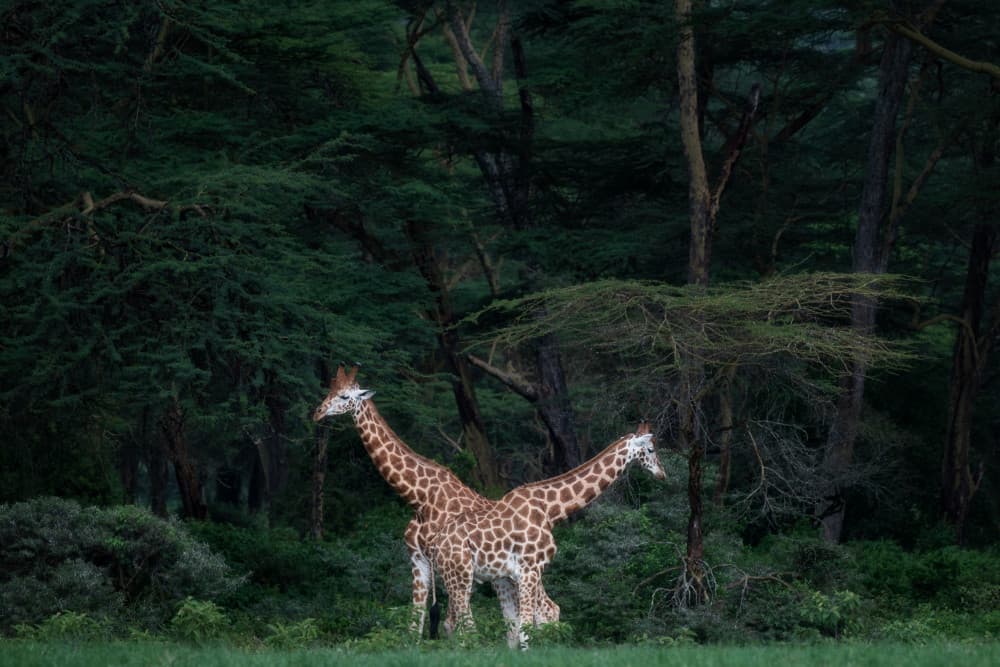 Two Giraffes Forest by Luigi Ruoppolo — canvas wall art