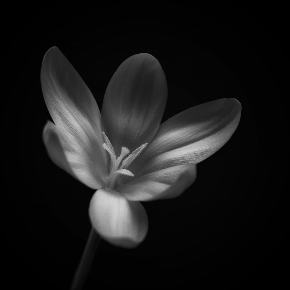 Elegant Dark Bloom by Lotte Grønkjær — canvas wall art