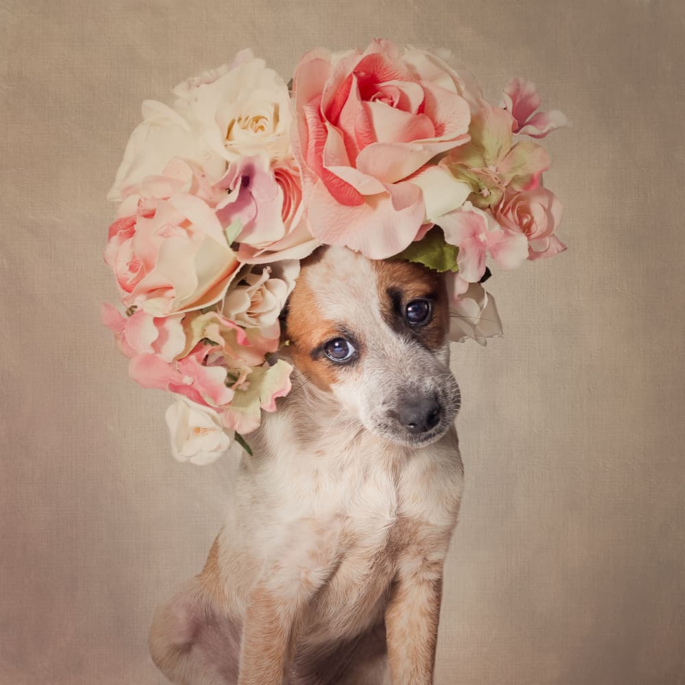 Floral Puppy Portrait by Tammy Swarek — canvas wall art