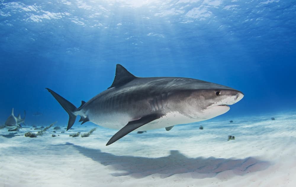 Majestic Tiger Shark by Ken Kiefer — canvas wall art