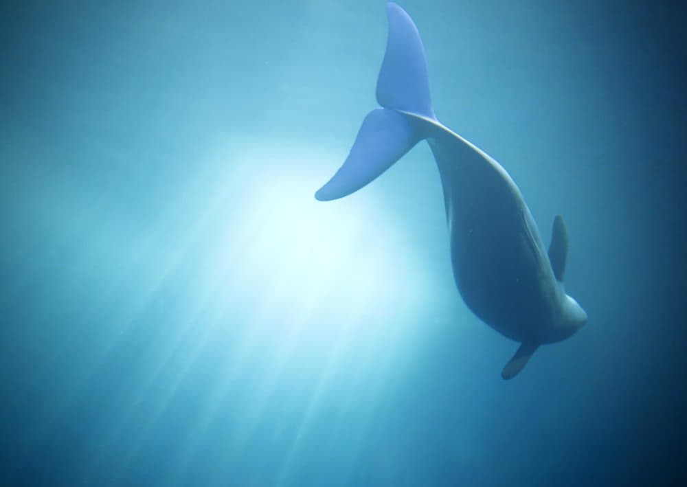 Sunlit Beluga Underwater by Adachi Lintaman — canvas wall art