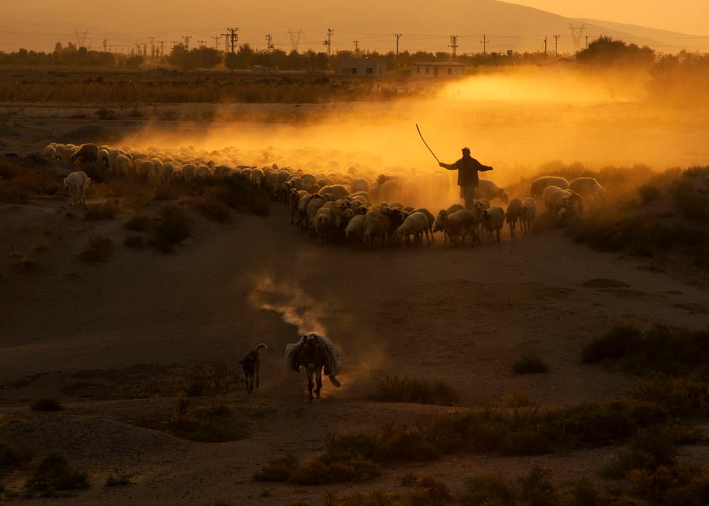 Shepherd In Golden Dust by Feyzullah Tunç — canvas wall art