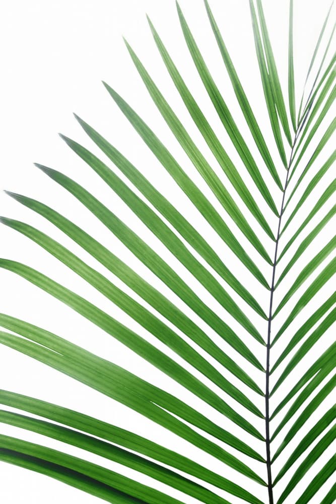 Green Palm Leaf by Kathrin Pienaar — canvas wall art