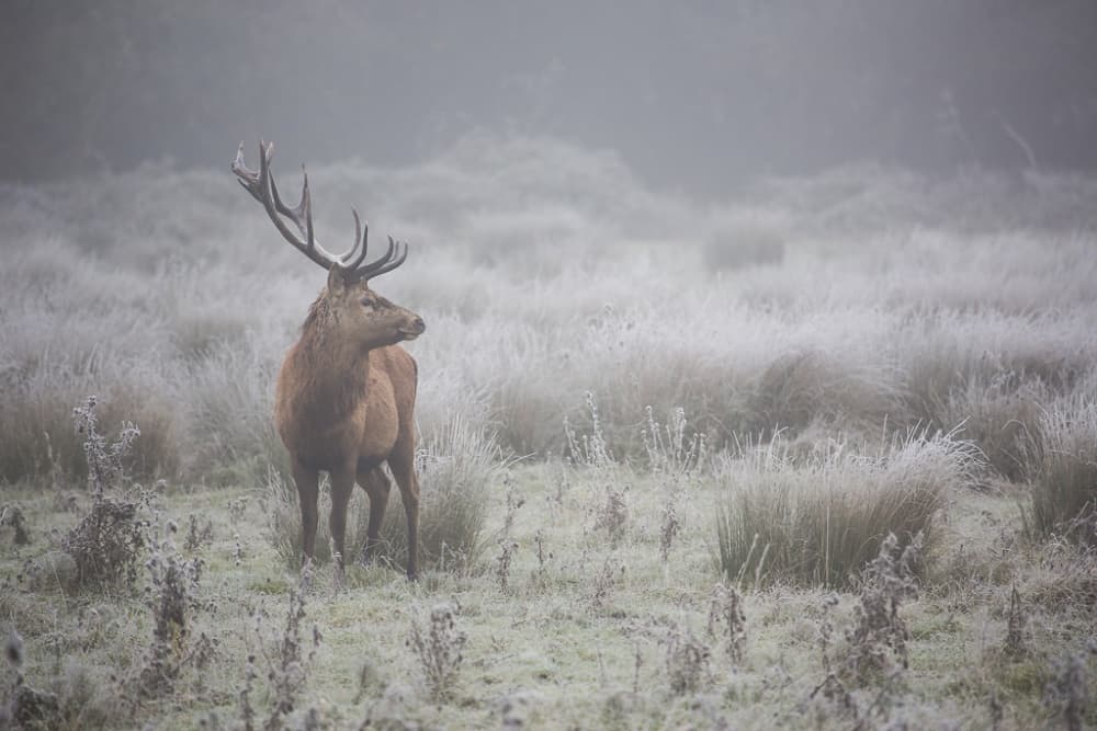 Stag in Frosty Fog by AiToR Badiola — canvas wall art