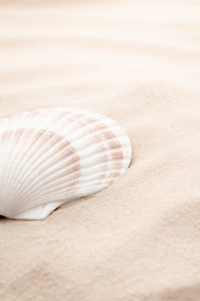 Pale Seashell Beach by Pictufy Studio III — canvas wall art