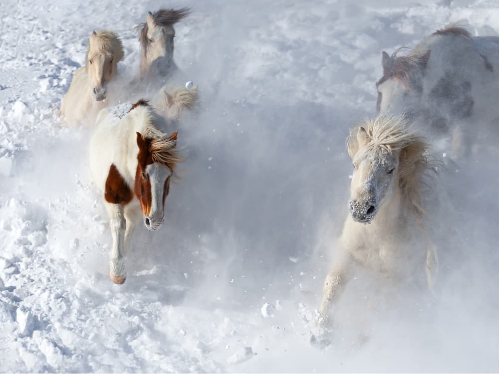 Galloping Snow Horses by UU — canvas wall art