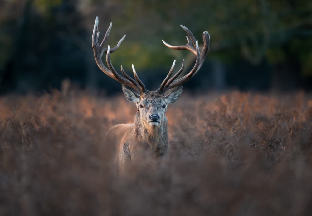 Majestic Red Deer Stag by Tudor Munteanu — canvas wall art