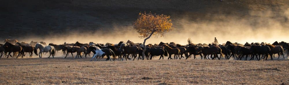 Running Horses Golden Dust by Qiang Liu — canvas wall art