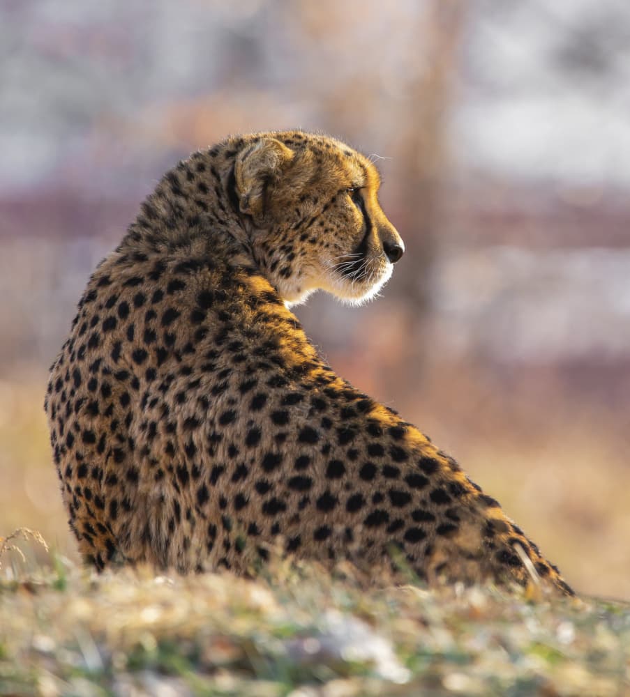 Cheetah In Golden Light by Ozan AKTAS — canvas wall art