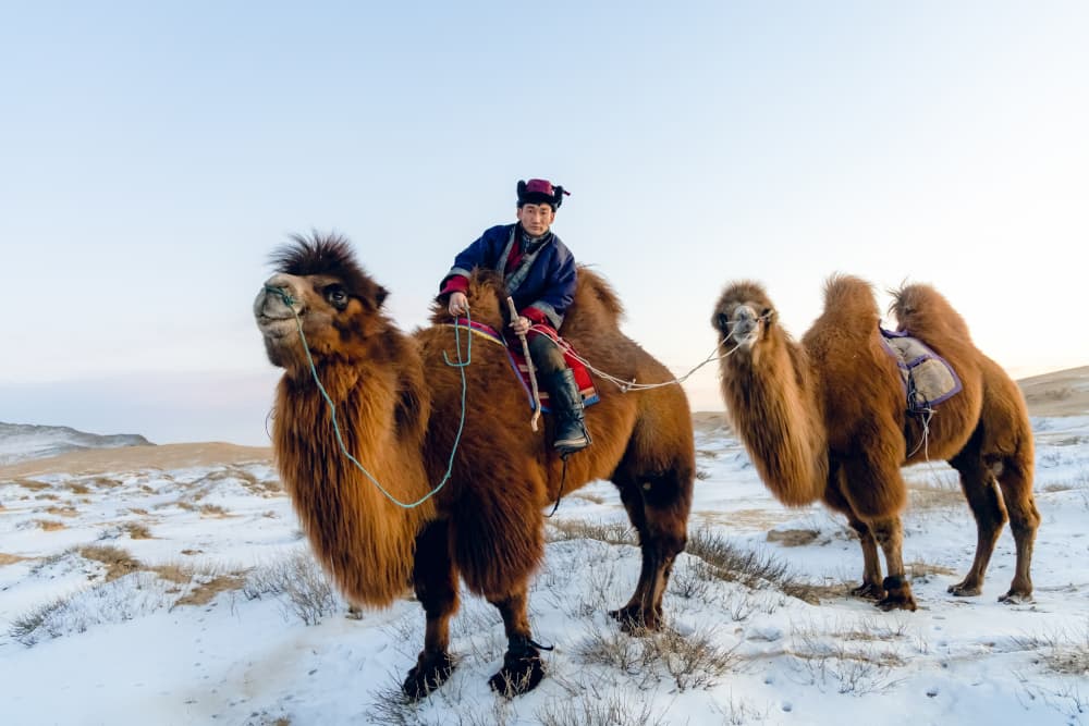 Mongolian Man on Camel by ADIREK M — canvas wall art