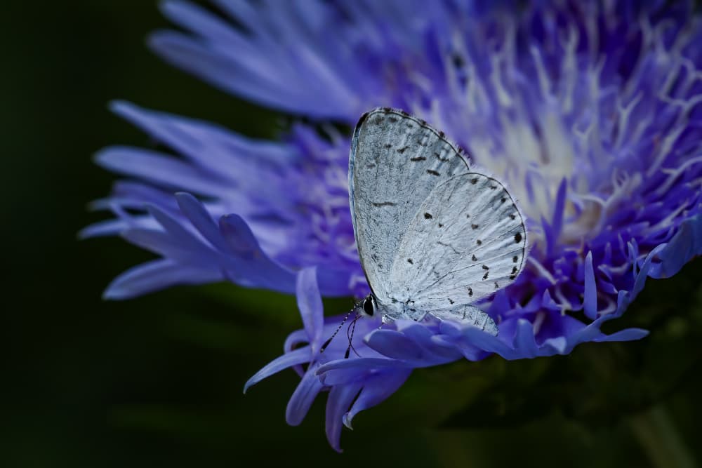 Blue Butterfly on Flower by Xiaohong Zhang — canvas wall art
