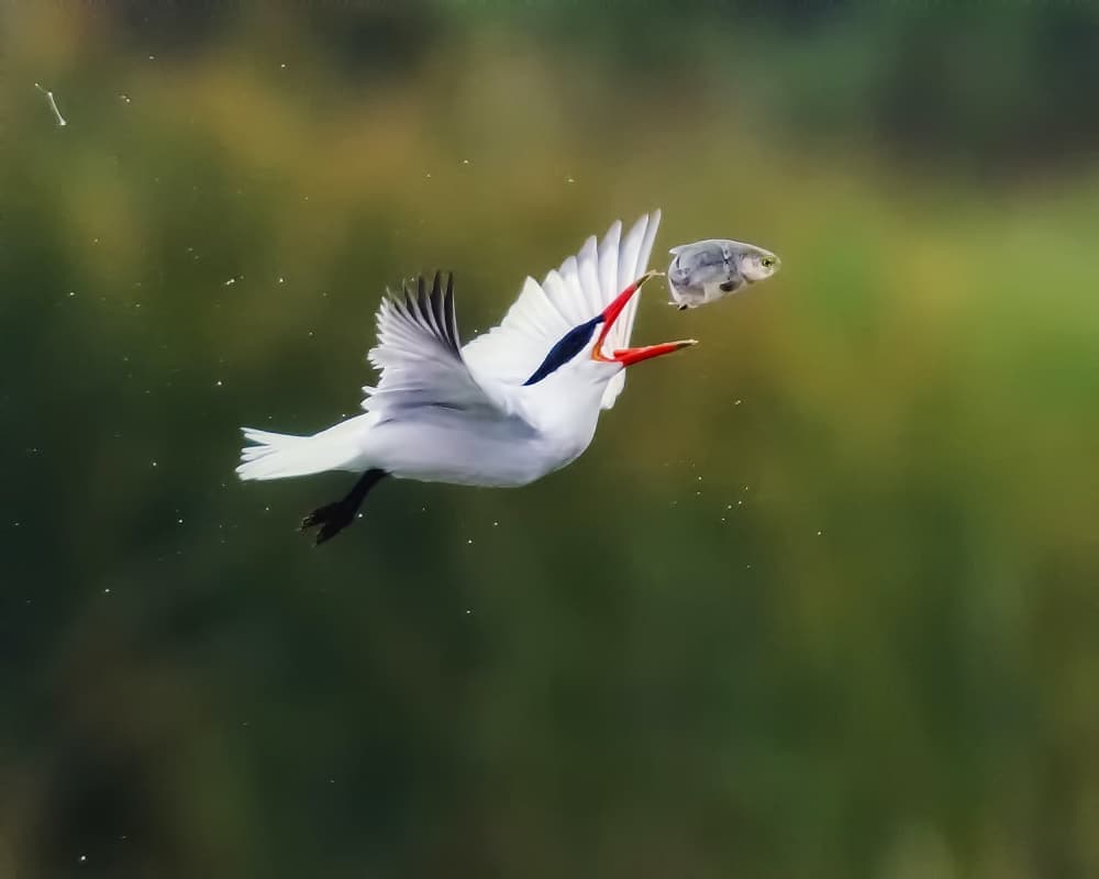 Flying Bird Catches Fish by Andrew J. Lee — canvas wall art