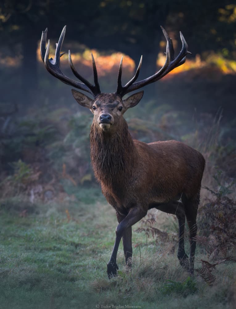 Majestic Forest Stag by Tudor Munteanu — canvas wall art