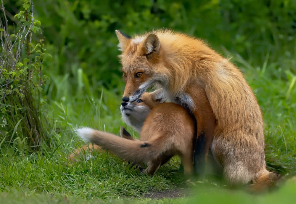Mother Fox And Cub by Johnson Huang — canvas wall art