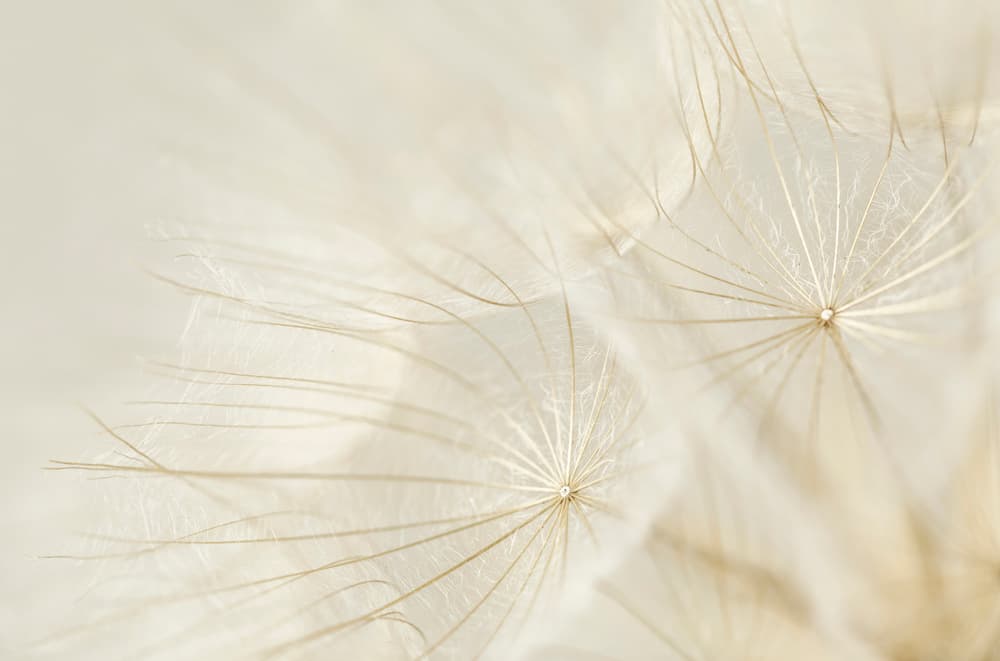 Soft Dandelion Whispers by Jakob Arnholtz — canvas wall art