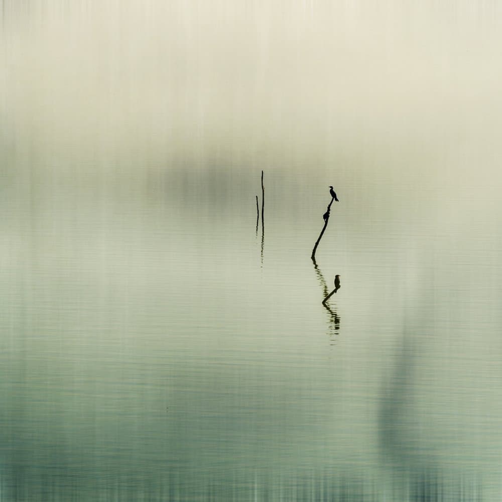 Tranquil Bird Reflection by Desislava Ignatova — canvas wall art