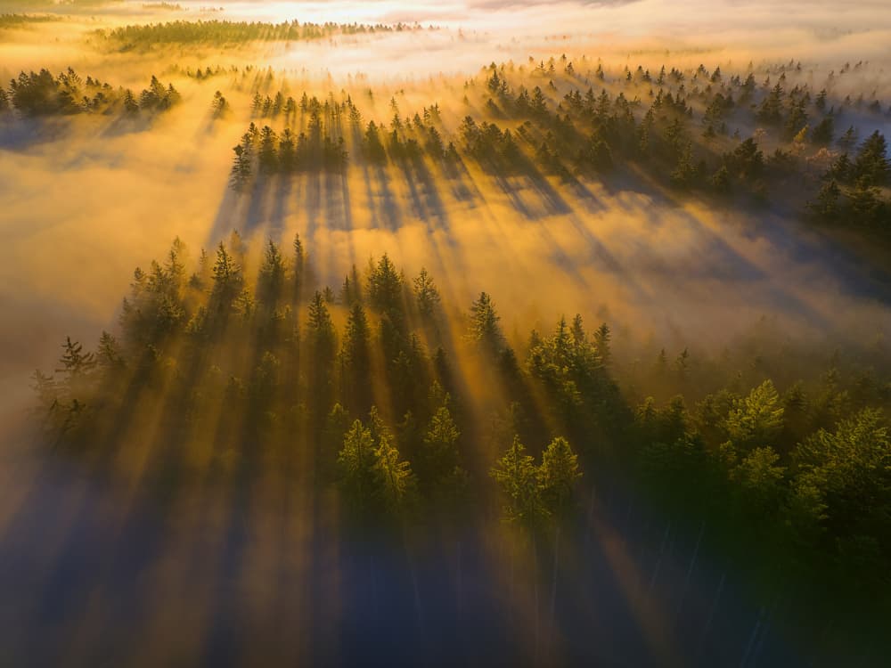 Golden Forest Morning Fog by Judith Kuhn — canvas wall art