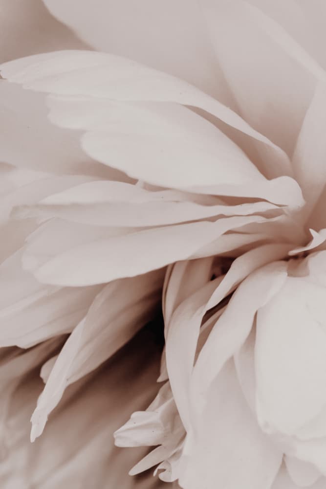 Soft Petal Layers by Magda Izzard — canvas wall art