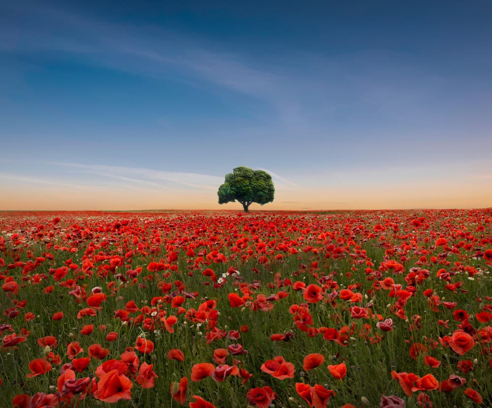 Lone Tree Poppy Field by Christian Lindsten — canvas wall art