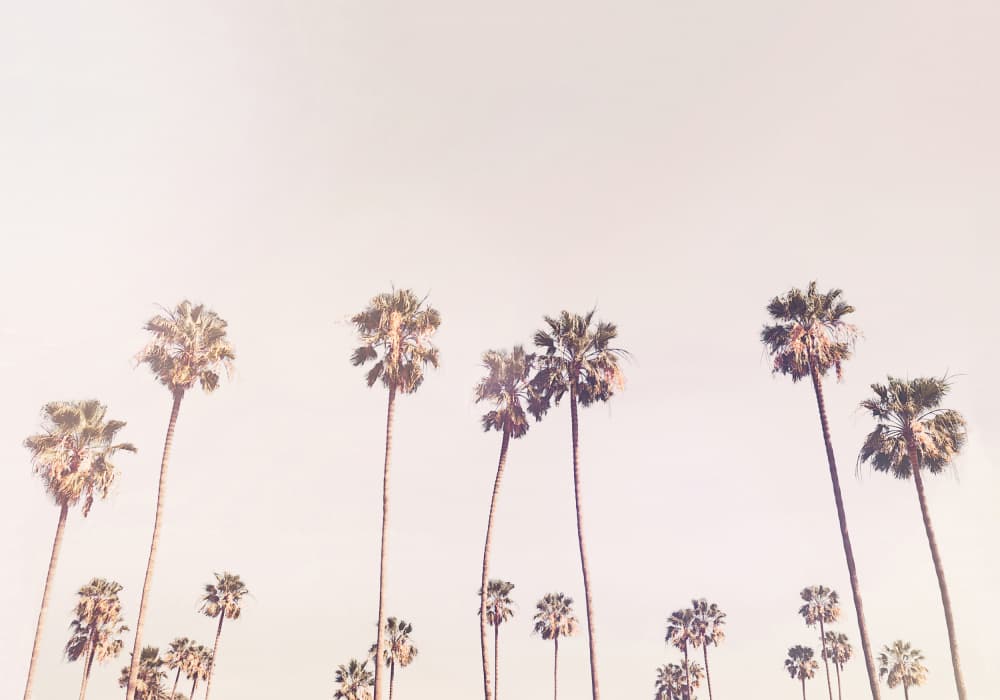 Sunny Cali Palm Trees by Kathrin Pienaar — canvas wall art