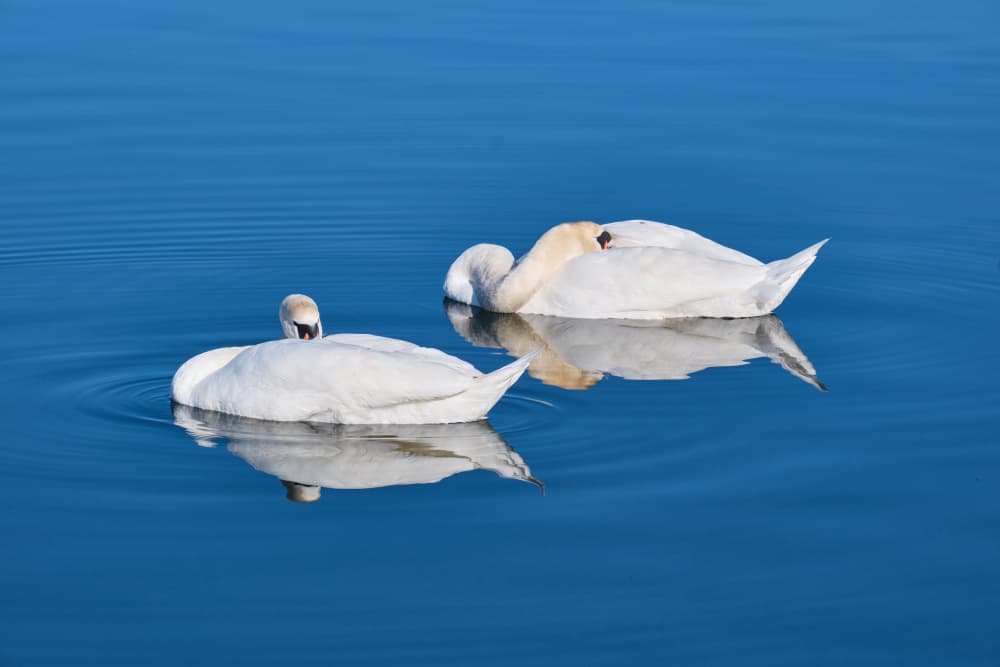 Peaceful Swans Reflecting by Geertjan Plooijer — canvas wall art