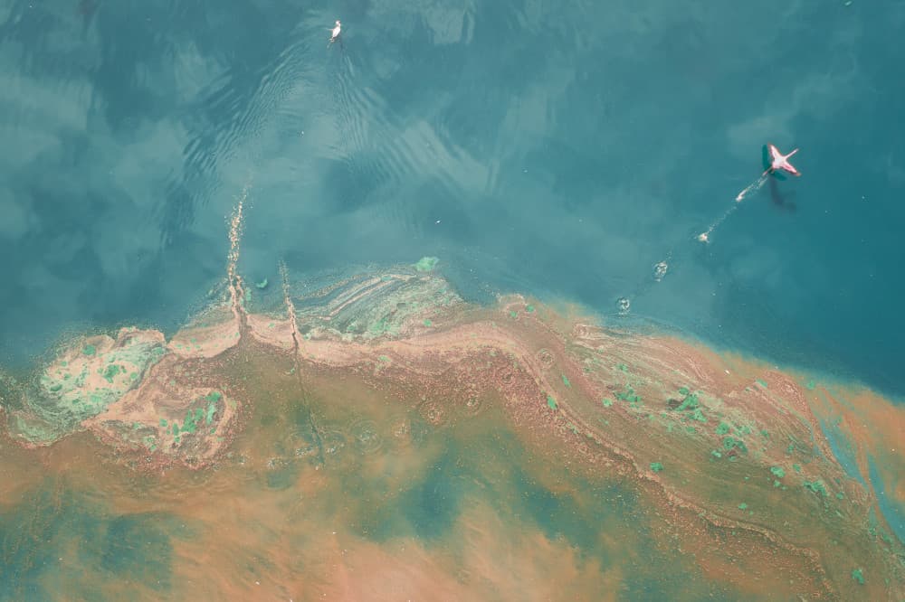 Aerial Algae Art by Roberto Marchegiani — canvas wall art