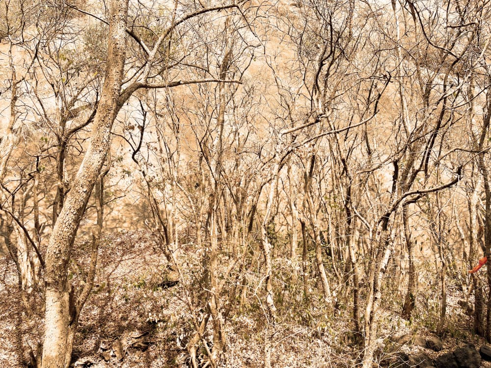 Tranquil Bare Forest by Santhosh ch — canvas wall art
