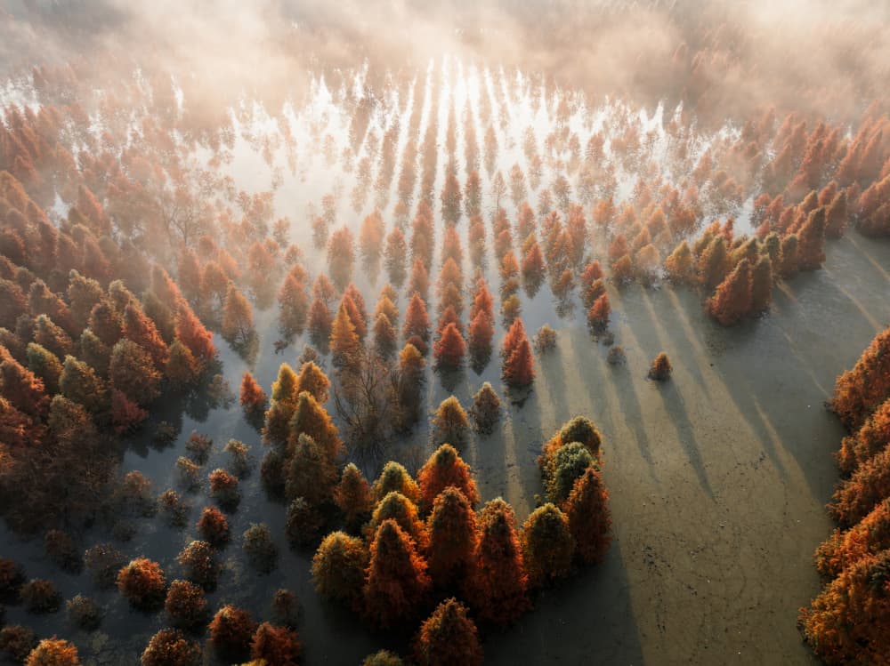 Misty Autumn Forest by Herbert Rong — canvas wall art