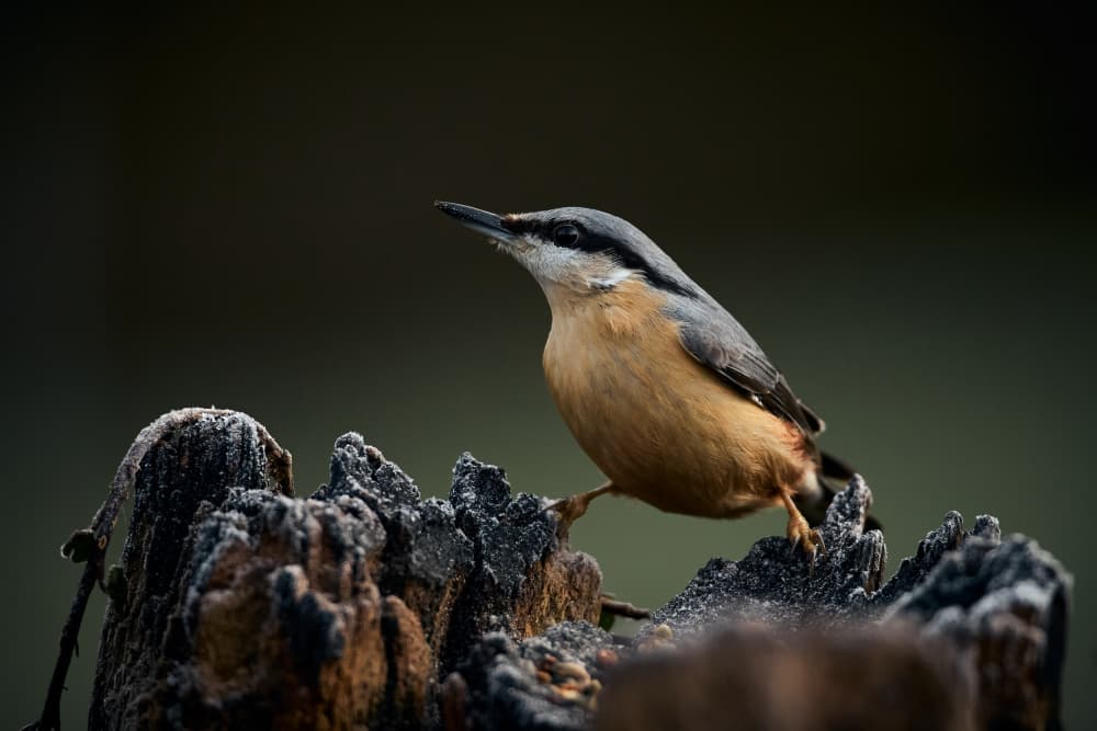 Nuthatch on Frosted Stump by Stuart Williams — canvas wall art