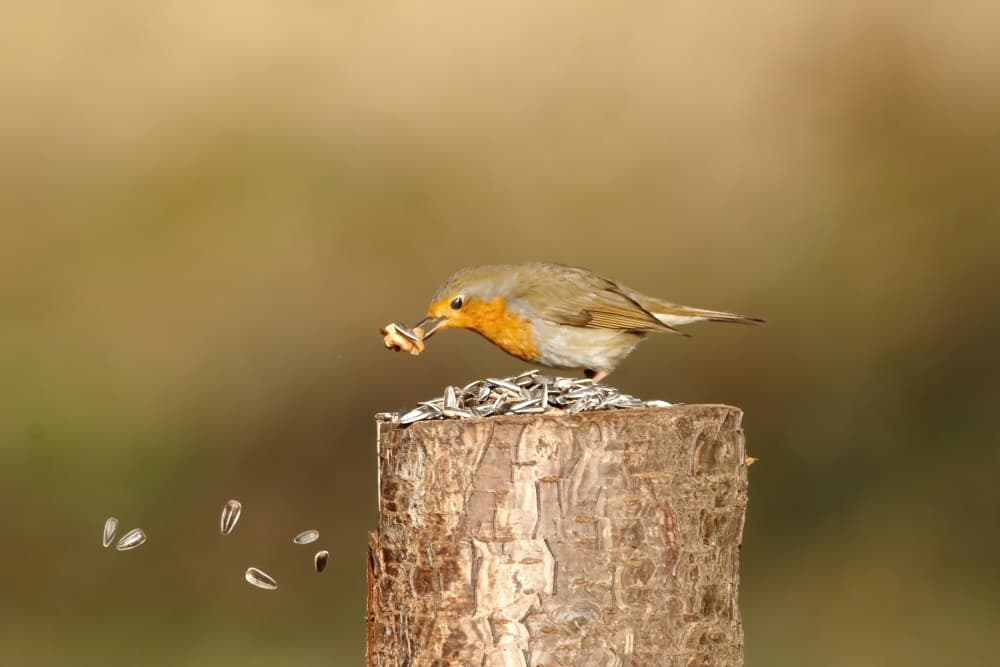 Robin Feeding On Log by Gianni Annibale — canvas wall art