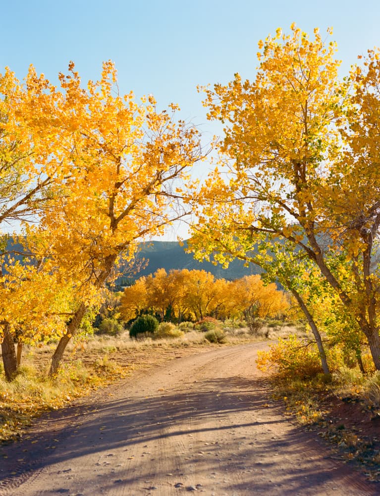 Winding Autumn Road by Bethany Young — canvas wall art
