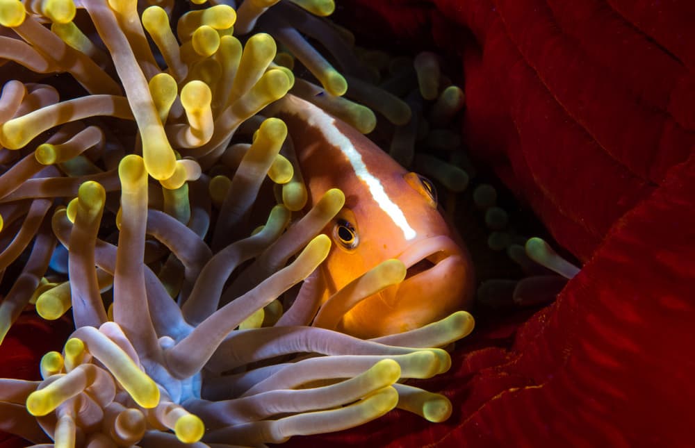 Vibrant Anemonefish Close-up by Barathieu Gabriel — canvas wall art