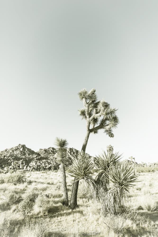 Joshua Tree Desert View by Melanie Viola — canvas wall art